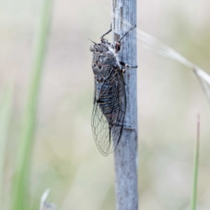 Atrapsalta furcilla at Rendezvous Creek, ACT - 12 Nov 2018