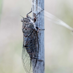 Atrapsalta furcilla at Rendezvous Creek, ACT - 12 Nov 2018