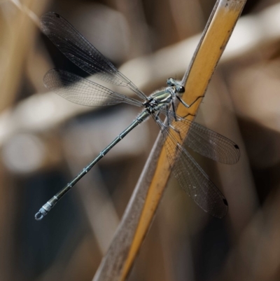 Austroargiolestes icteromelas (Common Flatwing) at Rendezvous Creek, ACT - 12 Nov 2018 by KenT