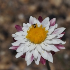 Leucochrysum albicans subsp. tricolor (Hoary Sunray) at Namadgi National Park - 12 Nov 2018 by KenT