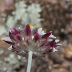 Leucochrysum albicans subsp. tricolor at Rendezvous Creek, ACT - 12 Nov 2018 11:28 AM