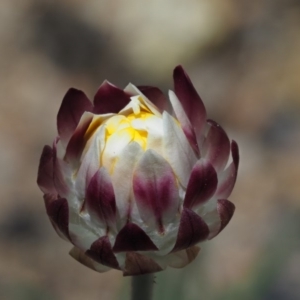 Leucochrysum albicans subsp. tricolor at Rendezvous Creek, ACT - 12 Nov 2018 11:28 AM