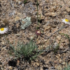 Leucochrysum albicans subsp. tricolor at Rendezvous Creek, ACT - 12 Nov 2018 11:28 AM