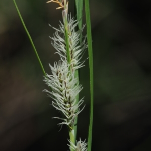 Carex gaudichaudiana at Rendezvous Creek, ACT - 12 Nov 2018