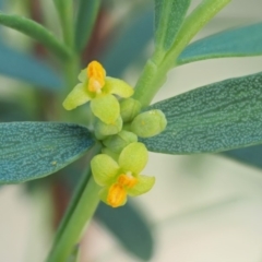 Pimelea pauciflora (Poison Rice Flower) at Rendezvous Creek, ACT - 11 Nov 2018 by KenT