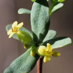 Pimelea pauciflora at Rendezvous Creek, ACT - 12 Nov 2018