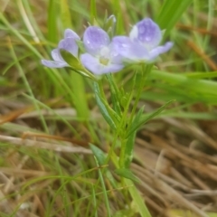 Veronica gracilis (Slender Speedwell) at Tharwa, ACT - 14 Nov 2018 by LukeJ