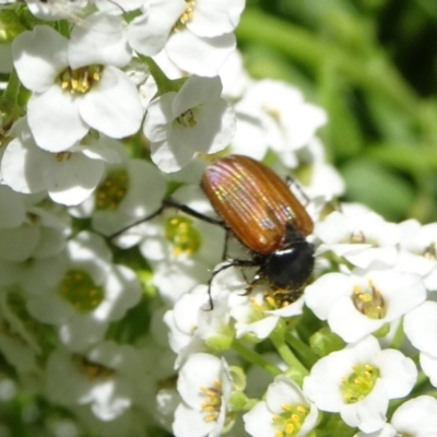 Phyllotocus rufipennis (Nectar scarab) at Molonglo Valley, ACT - 11 Nov 2018 by JanetRussell