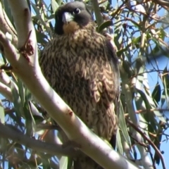 Falco peregrinus (Peregrine Falcon) at Kambah, ACT - 12 Nov 2018 by KumikoCallaway