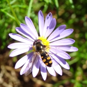 Melangyna sp. (genus) at Molonglo Valley, ACT - 11 Nov 2018