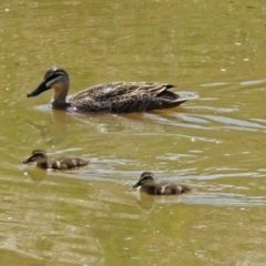 Anas superciliosa (Pacific Black Duck) at Molonglo Valley, ACT - 12 Nov 2018 by RodDeb