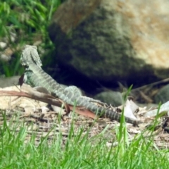 Intellagama lesueurii howittii at Molonglo Valley, ACT - 13 Nov 2018