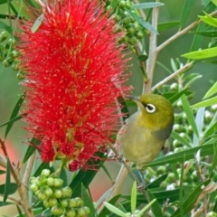 Zosterops lateralis (Silvereye) at National Zoo and Aquarium - 13 Nov 2018 by RodDeb