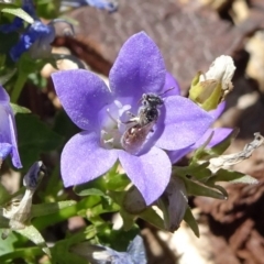 Lasioglossum (Chilalictus) sp. (genus & subgenus) at Molonglo Valley, ACT - 11 Nov 2018