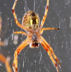 Salsa fuliginata at Ainslie, ACT - 13 Nov 2018 09:06 PM