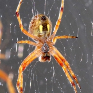 Salsa fuliginata at Ainslie, ACT - 13 Nov 2018 09:06 PM