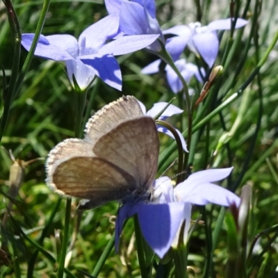 Zizina otis (Common Grass-Blue) at National Arboretum Forests - 11 Nov 2018 by JanetRussell