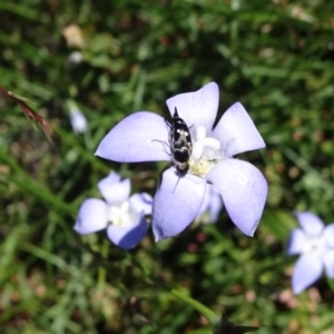 Mordellidae (family) at Molonglo Valley, ACT - 11 Nov 2018