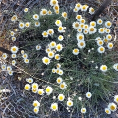 Leucochrysum albicans subsp. tricolor (Hoary Sunray) at Watson, ACT - 21 Oct 2018 by waltraud