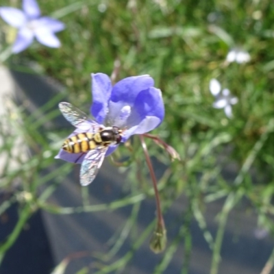 Simosyrphus grandicornis (Common hover fly) at Molonglo Valley, ACT - 11 Nov 2018 by JanetRussell