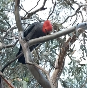 Callocephalon fimbriatum at Hughes, ACT - suppressed