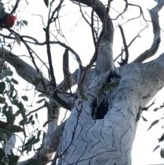 Callocephalon fimbriatum at Hughes, ACT - suppressed