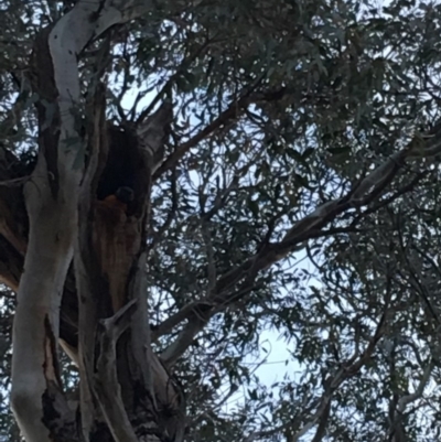 Trichoglossus moluccanus (Rainbow Lorikeet) at Hughes, ACT - 14 Nov 2018 by KL