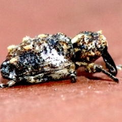 Orthorhinus klugii (Vine weevil) at Ainslie, ACT - 14 Nov 2018 by jb2602