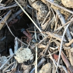 Myrmecia nigriceps at Deakin, ACT - 14 Nov 2018