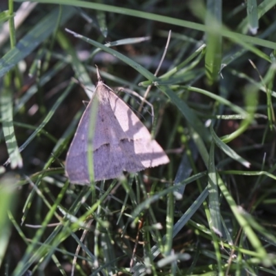 Epidesmia hypenaria (Long-nosed Epidesmia) at Higgins, ACT - 14 Nov 2018 by AlisonMilton