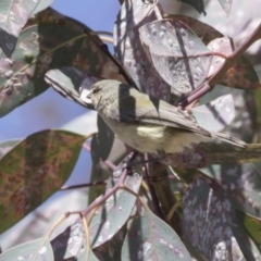 Smicrornis brevirostris (Weebill) at Bruce, ACT - 11 Nov 2018 by Alison Milton