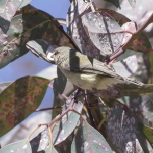 Smicrornis brevirostris at Bruce, ACT - 12 Nov 2018