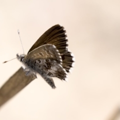 Neolucia agricola (Fringed Heath-blue) at Bruce Ridge to Gossan Hill - 11 Nov 2018 by AlisonMilton