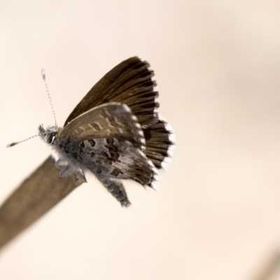 Neolucia agricola (Fringed Heath-blue) at Bruce, ACT - 11 Nov 2018 by Alison Milton