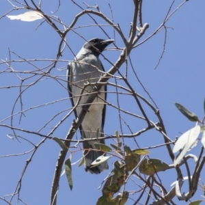 Coracina novaehollandiae at Bruce, ACT - 12 Nov 2018