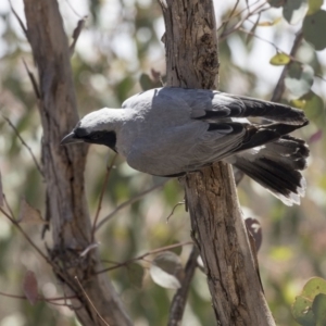 Coracina novaehollandiae at Bruce, ACT - 12 Nov 2018