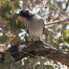 Coracina novaehollandiae at Bruce, ACT - 12 Nov 2018