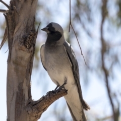 Coracina novaehollandiae at Bruce, ACT - 12 Nov 2018