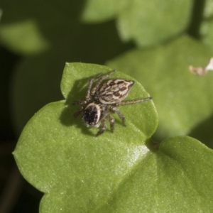 Maratus griseus at Higgins, ACT - 11 Nov 2018 08:24 AM