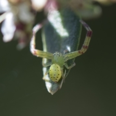 Lehtinelagia sp. (genus) (Flower Spider or Crab Spider) at Higgins, ACT - 10 Nov 2018 by Alison Milton