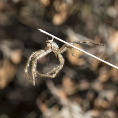 Sparassidae (family) (A Huntsman Spider) at Higgins, ACT - 10 Nov 2018 by Alison Milton