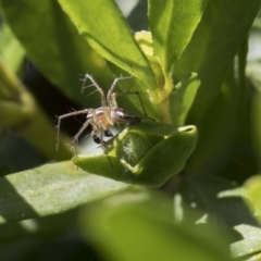 Oxyopes sp. (genus) (Lynx spider) at Higgins, ACT - 10 Nov 2018 by Alison Milton