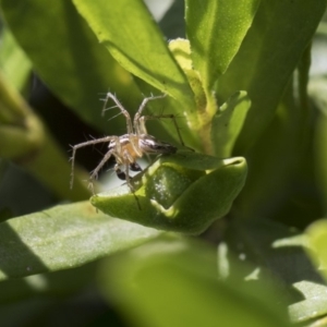 Oxyopes sp. (genus) at Higgins, ACT - 11 Nov 2018