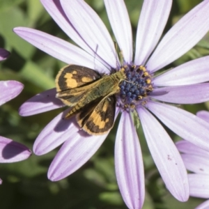 Ocybadistes walkeri at Higgins, ACT - 11 Nov 2018 08:41 AM