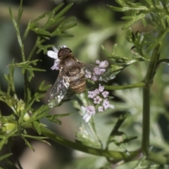 Villa sp. (genus) (Unidentified Villa bee fly) at Higgins, ACT - 11 Nov 2018 by AlisonMilton