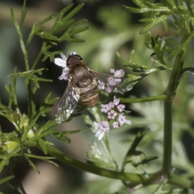 Villa sp. (genus) (Unidentified Villa bee fly) at Higgins, ACT - 10 Nov 2018 by Alison Milton