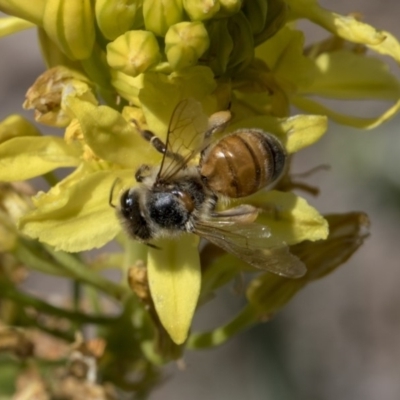 Apis mellifera (European honey bee) at Higgins, ACT - 11 Nov 2018 by AlisonMilton