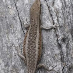 Carlia tetradactyla (Southern Rainbow Skink) at Michelago, NSW - 10 Nov 2018 by Illilanga