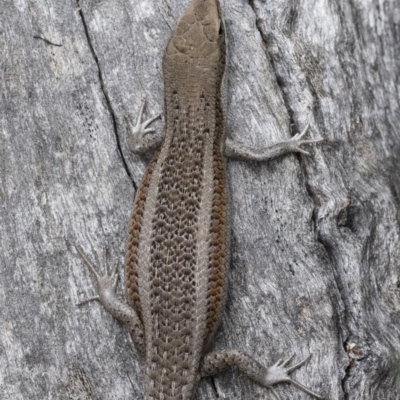 Carlia tetradactyla (Southern Rainbow Skink) at Michelago, NSW - 9 Nov 2018 by Illilanga