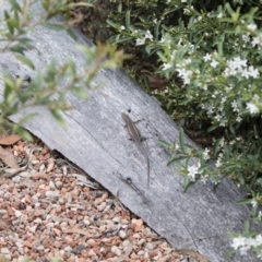 Carlia tetradactyla at Michelago, NSW - 10 Nov 2018